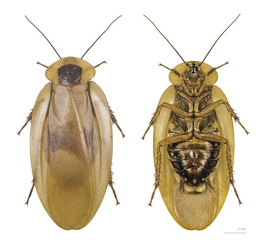 3. Blaberus giganteus