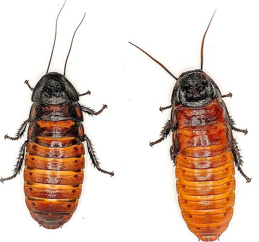 2. Gromphadorhina portentosa